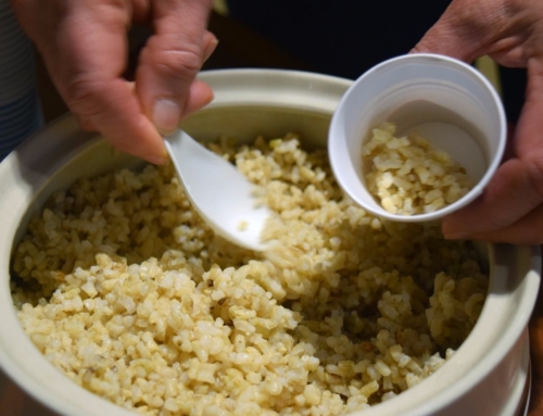 Rice Production Takes Root in Maine