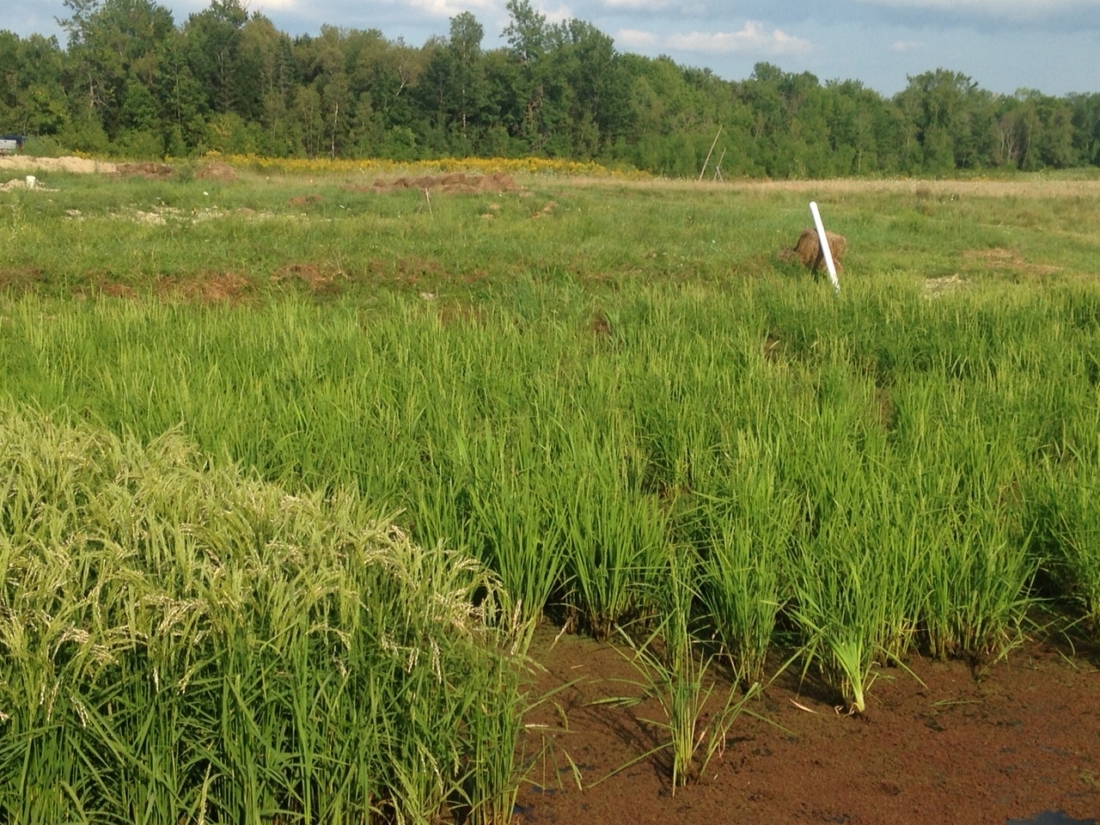 July+-+Direct+seed+Rice