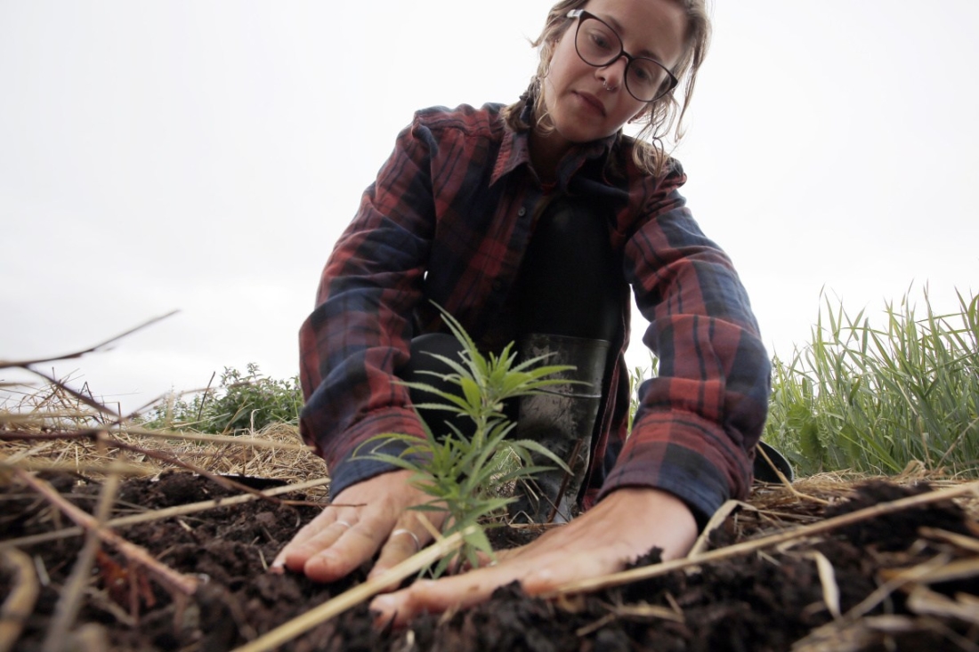  Janel Bodley tamps down soil around a freshly planted hemp clone at Wild Folk Farm in Benton.