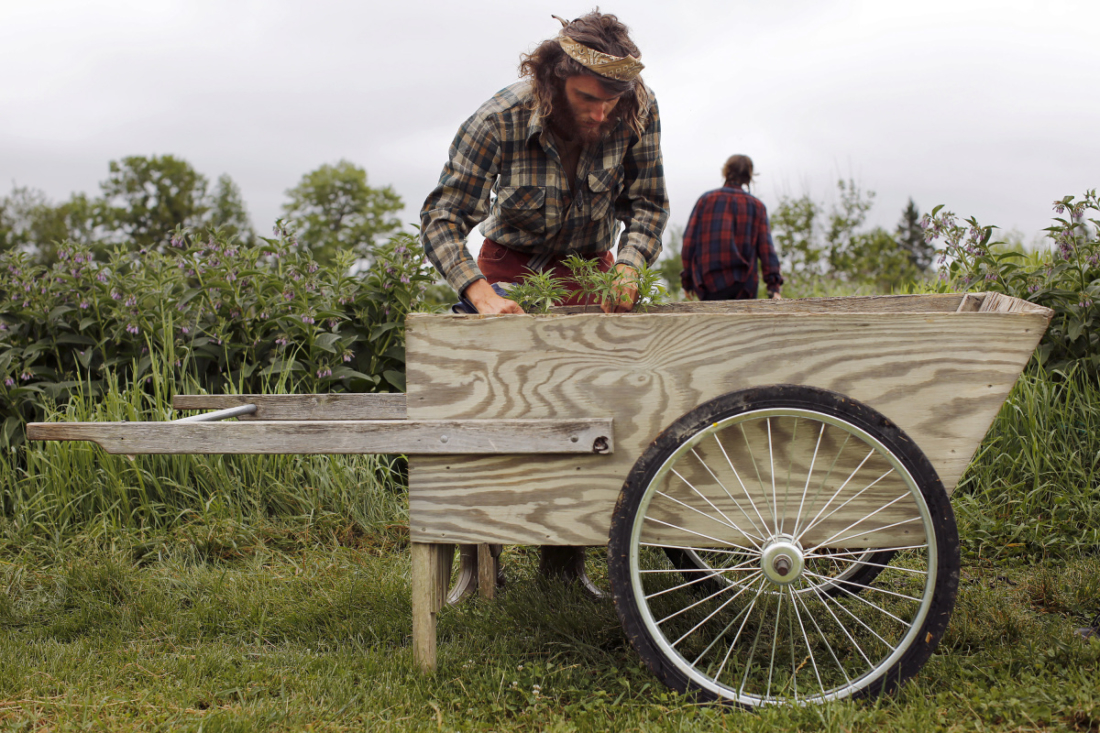  Zak Lee lifts hemp clones from a wheel barrow. Wild Folk Farm grows rice – and now hemp, too.