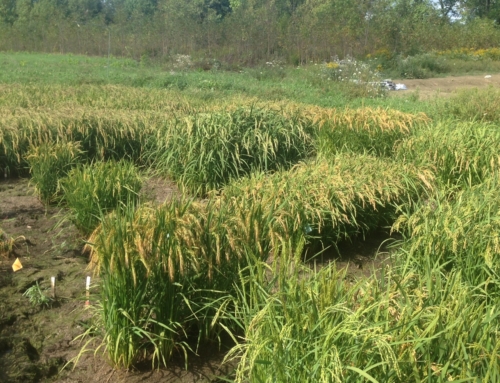 The Maine Rice Project: 2015