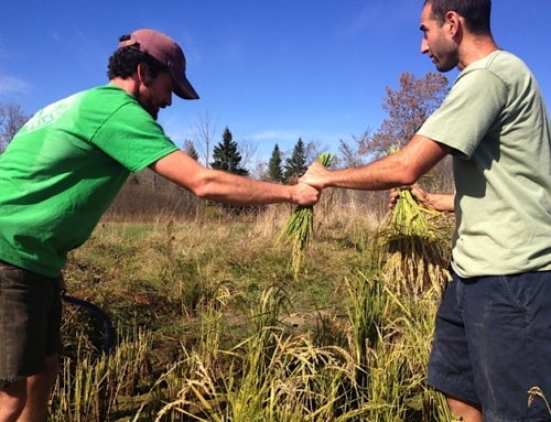 The Maine Rice Project: 2012-2013